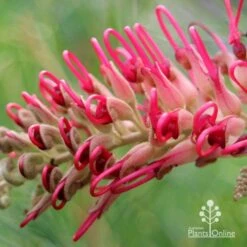 Grevillea Lana Maree 18 Grevillea Lana Maree -Plant Seed Store apo lana maree grevillea opening