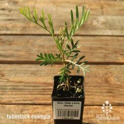 Grevillea Lana Maree 14 Grevillea Lana Maree -Plant Seed Store apo lana maree tubestock