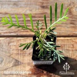 Grevillea Lana Maree 15 Grevillea Lana Maree -Plant Seed Store apo lana maree tubestock top