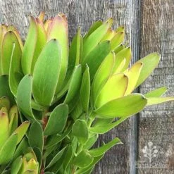 Leucadendron Gold Strike -Plant Seed Store apo lecuadendron gold strike flowers