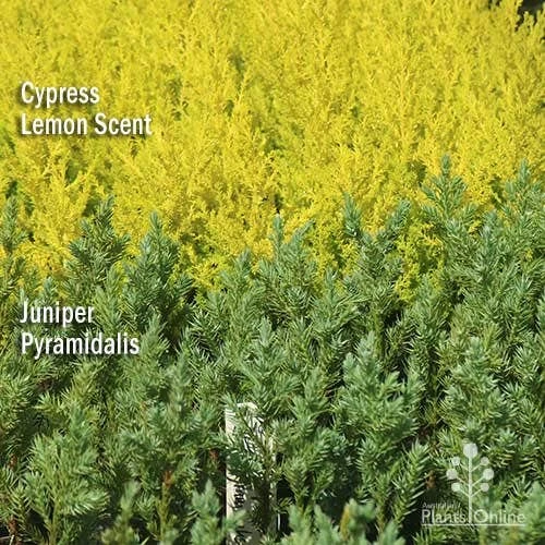 Cupressus Lemon Scent - Lemon Cypress 7 Cupressus Lemon Scent - Lemon Cypress - Image 7