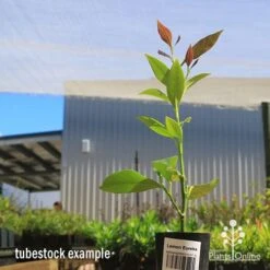 Citrus - Lemon Eureka 8 Citrus - Lemon Eureka -Plant Seed Store apo lemon eureka tubestock