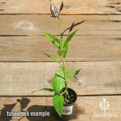 Citrus - Lemon Eureka 10 Citrus - Lemon Eureka -Plant Seed Store apo lemon eureka tubestock top