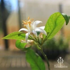 Citrus - Lemon Lisbon 12 Citrus - Lemon Lisbon -Plant Seed Store apo lemon lisbon flower
