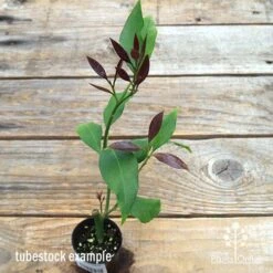 Citrus - Lemon Lisbon 14 Citrus - Lemon Lisbon -Plant Seed Store apo lemon lisbon tubestock new leaf colour