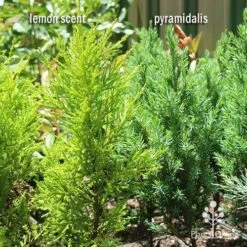 Cupressus Lemon Scent - Lemon Cypress 16 Cupressus Lemon Scent - Lemon Cypress -Plant Seed Store apo lemon scent pyramidalis compare 1
