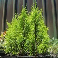 Cupressus Lemon Scent - Lemon Cypress 13 Cupressus Lemon Scent - Lemon Cypress -Plant Seed Store apo lemon scent small trees