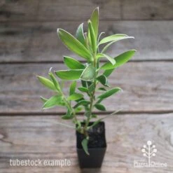Leucadendron Gold Strike -Plant Seed Store apo leucadendron gold strike tubestock2
