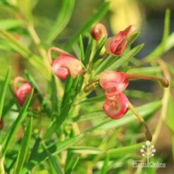 Grevillea Liliane 19 Grevillea Liliane -Plant Seed Store apo liliane flower close