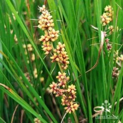Lomandra Lime Tuff 11 Lomandra Lime Tuff -Plant Seed Store apo lime tuff flowerspike