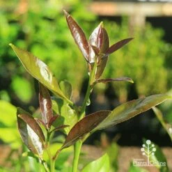 Citrus - Lemon Lisbon 17 Citrus - Lemon Lisbon -Plant Seed Store apo lisbon lemon new leaf colour
