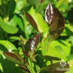 Citrus - Lemon Lisbon 13 Citrus - Lemon Lisbon -Plant Seed Store apo lisbon lemon new leaf colour2