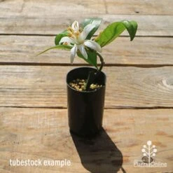 Citrus - Lemon Lisbon 11 Citrus - Lemon Lisbon -Plant Seed Store apo lisbon small tubestock