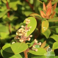Metrosideros Little Ewan - Dwarf NZ Christmas Bush 27 Metrosideros Little Ewan - Dwarf NZ Christmas Bush -Plant Seed Store apo little ewan buds new leaf