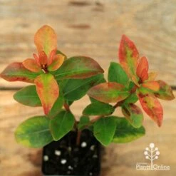 Metrosideros Little Ewan - Dwarf NZ Christmas Bush 20 Metrosideros Little Ewan - Dwarf NZ Christmas Bush -Plant Seed Store apo little ewan leaf colour september