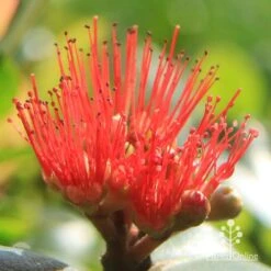 Metrosideros Little Ewan - Dwarf NZ Christmas Bush 17 Metrosideros Little Ewan - Dwarf NZ Christmas Bush -Plant Seed Store apo little ewan metrosideros flower