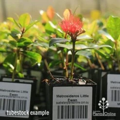 Metrosideros Little Ewan - Dwarf NZ Christmas Bush 21 Metrosideros Little Ewan - Dwarf NZ Christmas Bush -Plant Seed Store apo little ewan tubestock in flower