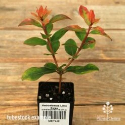 Metrosideros Little Ewan - Dwarf NZ Christmas Bush 16 Metrosideros Little Ewan - Dwarf NZ Christmas Bush -Plant Seed Store apo little ewan tubestock september