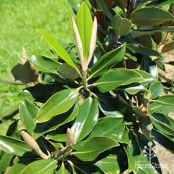Magnolia Little Gem 21 Magnolia Little Gem -Plant Seed Store apo little gem new leaves