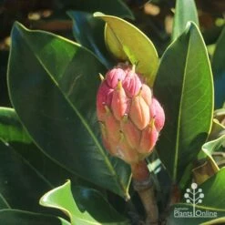 Magnolia Little Gem 20 Magnolia Little Gem -Plant Seed Store apo little gem seedcone forming