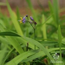 Dianella Little Jess -Plant Seed Store apo little jess dianella flower