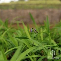 Dianella Little Jess -Plant Seed Store apo little jess dianella plants