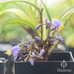 Dianella Little Jess -Plant Seed Store apo little jess flower closeup
