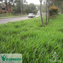 Dianella Little Jess -Plant Seed Store apo little jess median ozbreed