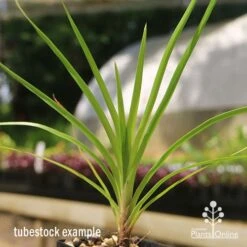Lomandra Little Pal 6 Lomandra Little Pal -Plant Seed Store apo little pal tubestock close