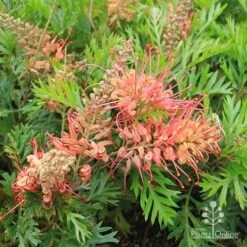 Grevillea Little Robyn -Plant Seed Store apo little robyn flowers and foliage