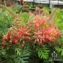 Grevillea Little Robyn -Plant Seed Store apo little robyn flowers nursery