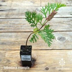 Grevillea Little Robyn -Plant Seed Store apo little robyn tubestock flower