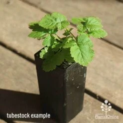 Loganberry 12 Loganberry -Plant Seed Store apo loganberry tubestock