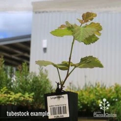 Loganberry 13 Loganberry -Plant Seed Store apo loganberry tubestock 1