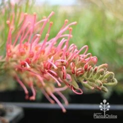Grevillea Lollypops 14 Grevillea Lollypops -Plant Seed Store apo lollypops flower