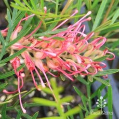 Grevillea Lollypops 15 Grevillea Lollypops -Plant Seed Store apo lollypops grevillea