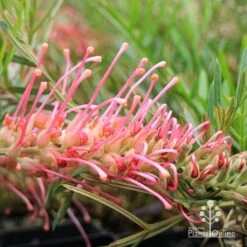 Grevillea Lollypops 12 Grevillea Lollypops -Plant Seed Store apo lollypops grevillea flower