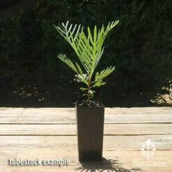 Grevillea Lollypops 11 Grevillea Lollypops -Plant Seed Store apo lollypops grevillea tubestock