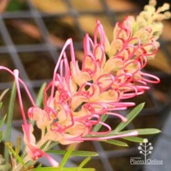 Grevillea Lollypops 17 Grevillea Lollypops -Plant Seed Store apo lollypops opening
