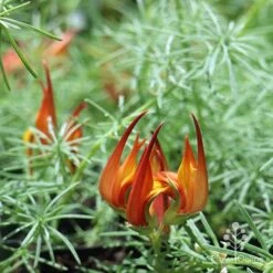 Lotus Red Flash - Parrot's Beak 15 Lotus Red Flash - Parrot's Beak -Plant Seed Store apo lotus flower