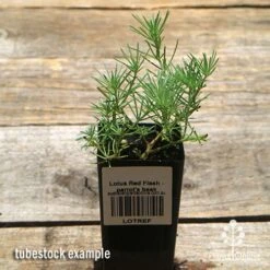 Lotus Red Flash - Parrot's Beak 10 Lotus Red Flash - Parrot's Beak -Plant Seed Store apo lotus tubestock top