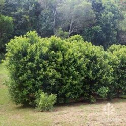 Tristaniopsis Luscious - Water Gum 33 Tristaniopsis Luscious - Water Gum -Plant Seed Store apo luscious hedcge