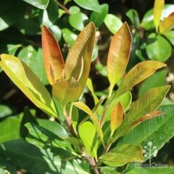 Tristaniopsis Luscious - Water Gum 24 Tristaniopsis Luscious - Water Gum -Plant Seed Store apo luscious new winter leaf