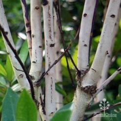 Tristaniopsis Luscious - Water Gum 34 Tristaniopsis Luscious - Water Gum -Plant Seed Store apo luscious trunks