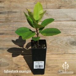 Tristaniopsis Luscious - Water Gum 35 Tristaniopsis Luscious - Water Gum -Plant Seed Store apo luscious tubestock