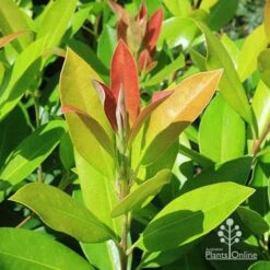 Tristaniopsis Luscious - Water Gum 31 Tristaniopsis Luscious - Water Gum -Plant Seed Store apo luscious water gum leaf colour