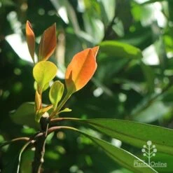 Tristaniopsis Luscious - Water Gum 21 Tristaniopsis Luscious - Water Gum -Plant Seed Store apo luscious winter leaf backlit