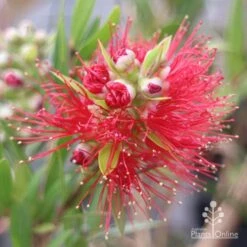 Callistemon Macarthur 24 Callistemon Macarthur -Plant Seed Store apo macarthur callistemon
