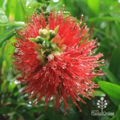 Callistemon Macarthur 26 Callistemon Macarthur -Plant Seed Store apo macarthur callistemon flower