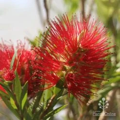 Callistemon Macarthur 20 Callistemon Macarthur -Plant Seed Store apo macarthur flower and bud
